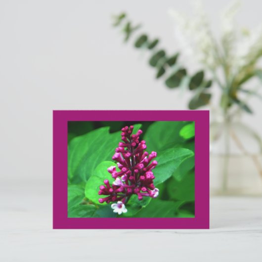 Carte Postale Fleur sauvage parfait violet (Debout devant)