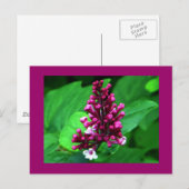 Carte Postale Fleur sauvage parfait violet (Devant / Derrière)