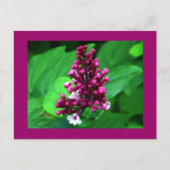 Carte Postale Fleur sauvage parfait violet (Devant)