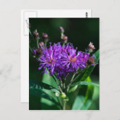 Carte postale Fleur sauvage pourpre aux algues App (Devant / Derrière)