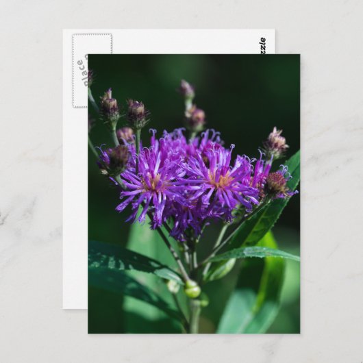 Carte postale Fleur sauvage pourpre aux algues App (Devant / Derrière)