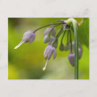Carte postale Fleur sauvage pourpre d'oignon sauva