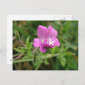 Carte postale fleur sauvage Red Campion (Devant / Derrière)