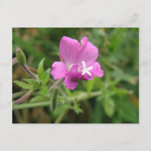 Carte postale fleur sauvage Red Campion
