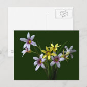 Carte postale Fleur sauvage Ressort à oeil bleu (Devant / Derrière)
