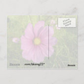 Carte Postale Fleur sauvage rose (Dos)