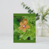 Carte Postale Fleur sauvage Scarlet Pimpernel (Debout devant)