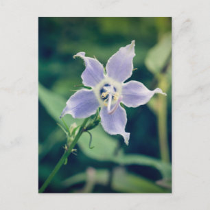 Carte postale Fleur sauvage Tall Bellflower