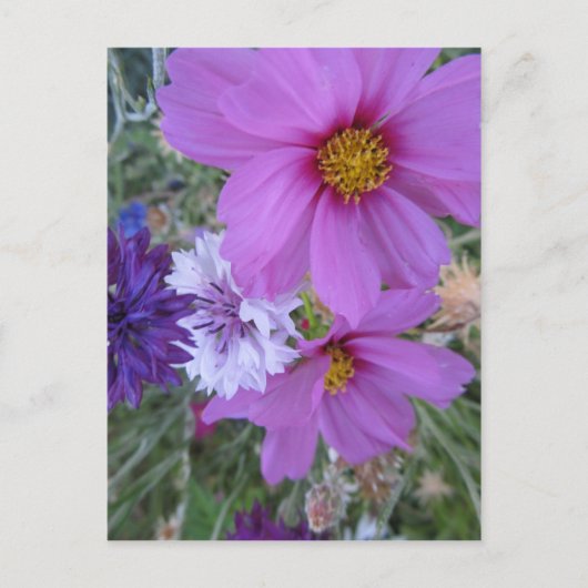 Carte Postale fleur sauvage violet (Devant)