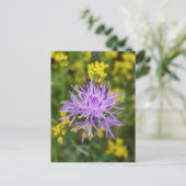 Carte postale Fleur sauvage violet Knapweed tachet (Debout devant)