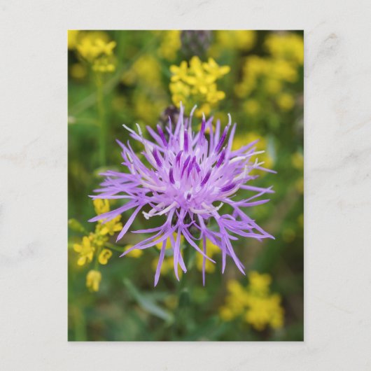 Carte postale Fleur sauvage violet Knapweed tachet (Devant)