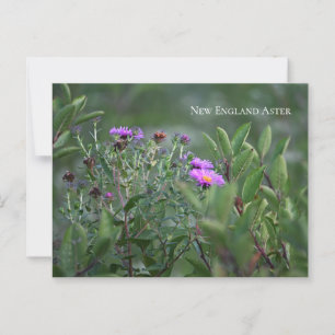 Carte postale Fleur sauvage violette