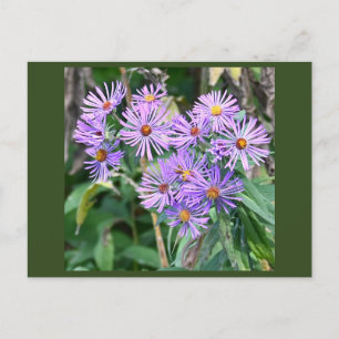 Carte postale Fleur sauvage violette