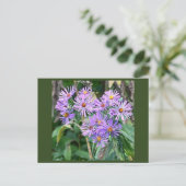 Carte postale Fleur sauvage violette (Debout devant)