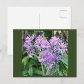 Carte postale Fleur sauvage violette (Devant / Derrière)