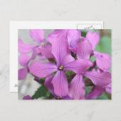 Carte postale fleur sauvage violette (Devant / Derrière)