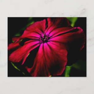 Carte Postale Fleur sauvage violette pccnm