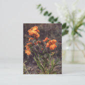 Carte Postale Fleur sauvage Wallflower (Debout devant)