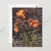 Carte Postale Fleur sauvage Wallflower (Devant / Derrière)