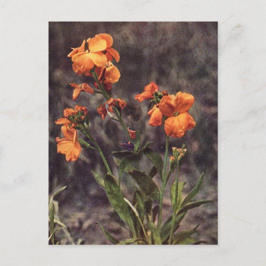 Carte Postale Fleur sauvage Wallflower (Devant)