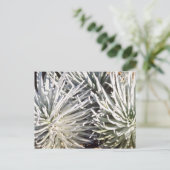 Carte Postale Fleur Silversword blanche, fleurs Hawaii (Debout devant)