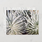 Carte Postale Fleur Silversword blanche, fleurs Hawaii (Devant / Derrière)