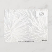 Carte Postale Fleur Silversword blanche, fleurs Hawaii (Dos)