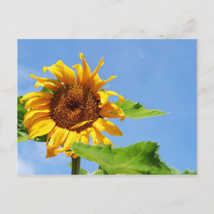 Carte Postale Fleur Soleil Dans Le Ciel