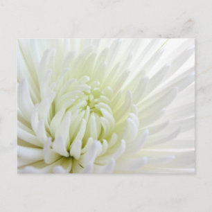 Carte postale Fleur Spidermum Blanc