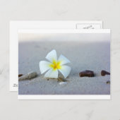 Carte Postale Fleur sur la plage (Devant / Derrière)