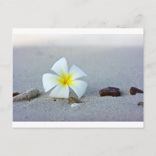 Carte Postale Fleur sur la plage (Devant)
