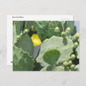 Carte Postale Fleur Texas Cactus (Devant / Derrière)