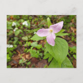 Carte Postale Fleur Trillium Rose (Devant)