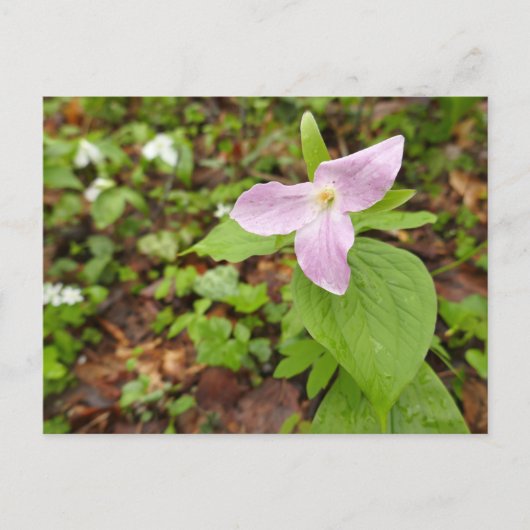 Carte Postale Fleur Trillium Rose (Devant)