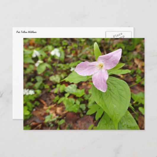 Carte Postale Fleur Trillium Rose (Devant / Derrière)