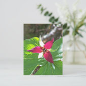 Carte Postale Fleur Trillium Rouge (Debout devant)