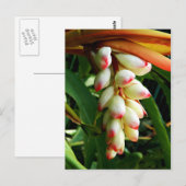 Carte Postale Fleur tropicale exotique luxuriante (Devant / Derrière)