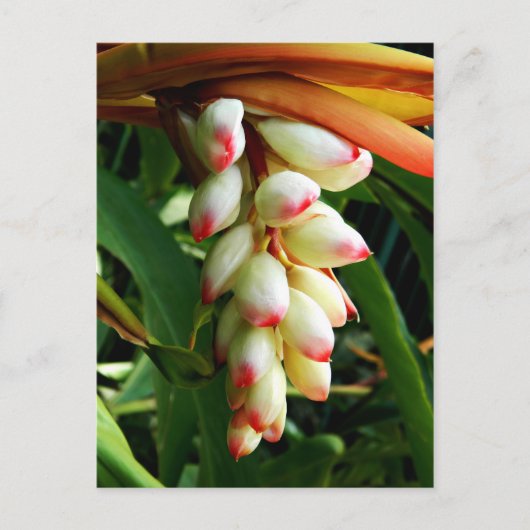 Carte Postale Fleur tropicale exotique luxuriante (Devant)
