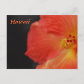 Carte Postale Fleur tropicale Hawaï (Devant)