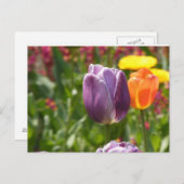 Carte Postale Fleur Tulip (Devant / Derrière)