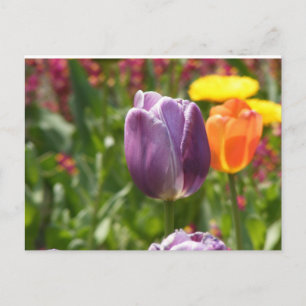 Carte Postale Fleur Tulip