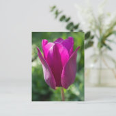 Carte postale Fleur Tulipe Rose (Debout devant)