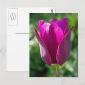 Carte postale Fleur Tulipe Rose (Devant / Derrière)