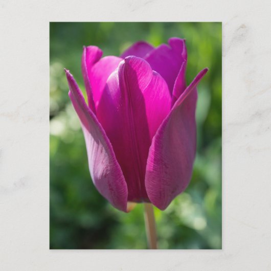 Carte postale Fleur Tulipe Rose (Devant)