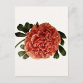 Carte Postale Fleur Vintage classique (Devant)