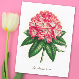 Carte Postale Fleur vintage de Rhododendron