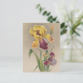 Carte Postale Fleur vintage Iris (Debout devant)