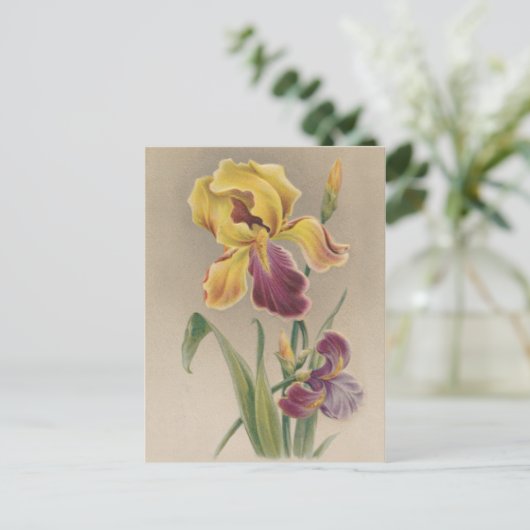 Carte Postale Fleur vintage Iris (Debout devant)