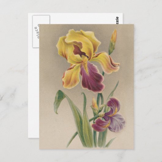 Carte Postale Fleur vintage Iris (Devant / Derrière)
