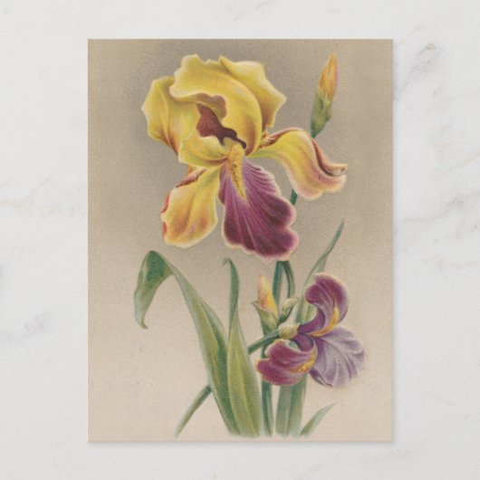 Carte Postale Fleur vintage Iris (Devant)